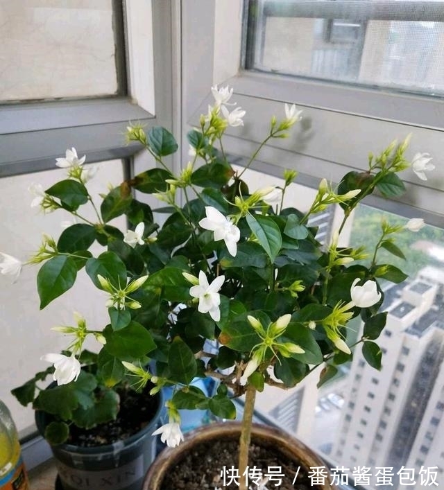 春天来临,这5种盆栽要修理一番了,剃成小光头,开花更顺利