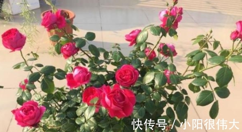 天后|8天后,不思量,自难忘,旧爱知心意,走过考验,爱你不变