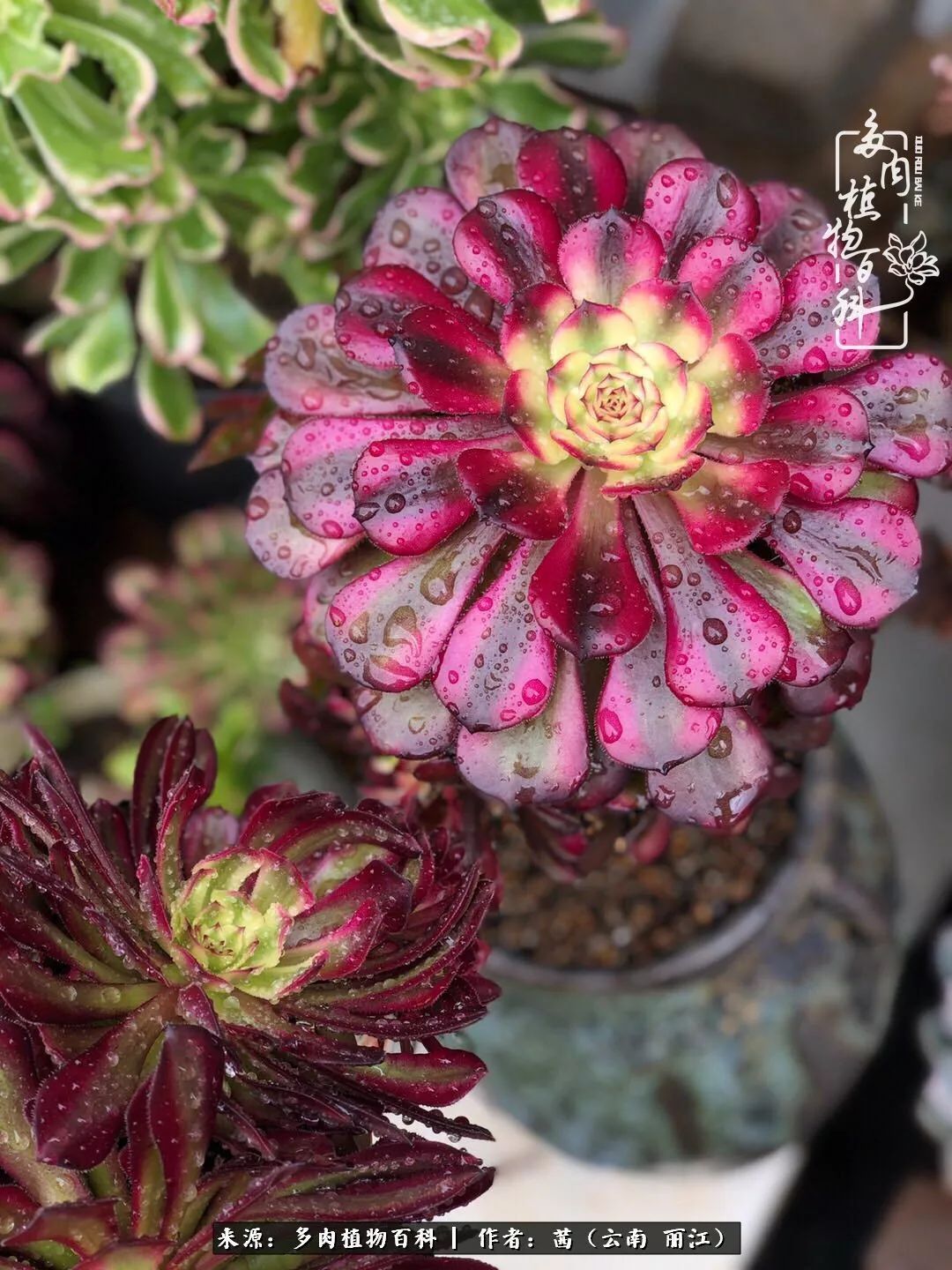 一年四季不同景，一院多肉陪我后半生！