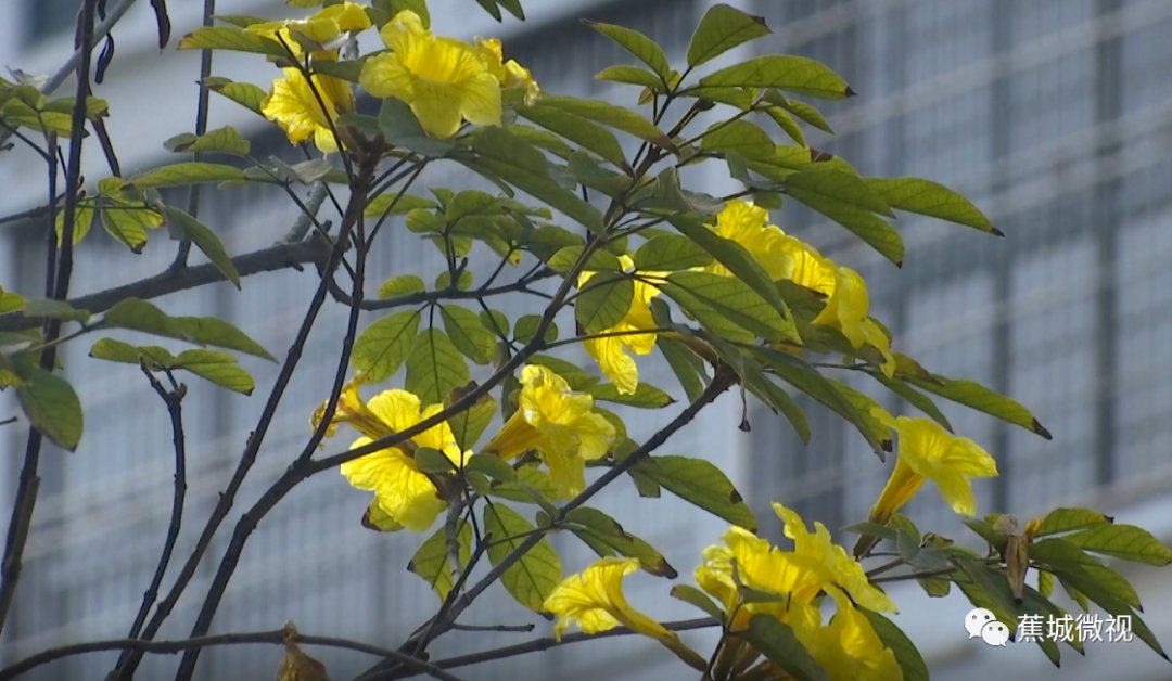 这里的黄花风铃木惊艳绽放，花期短暂，快来打卡！