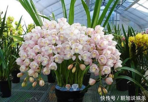 磷酸二氢钾|让“兰花”开爆盆记住几点,新芽冒得快,开花多,跟着学就行了