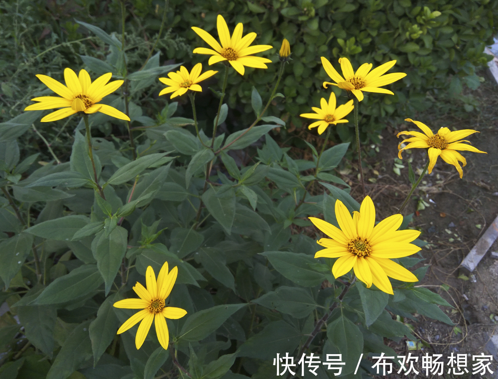奇葩的入侵植物没人厌,开花是菊收获是姜,比姜不辣好吃百倍