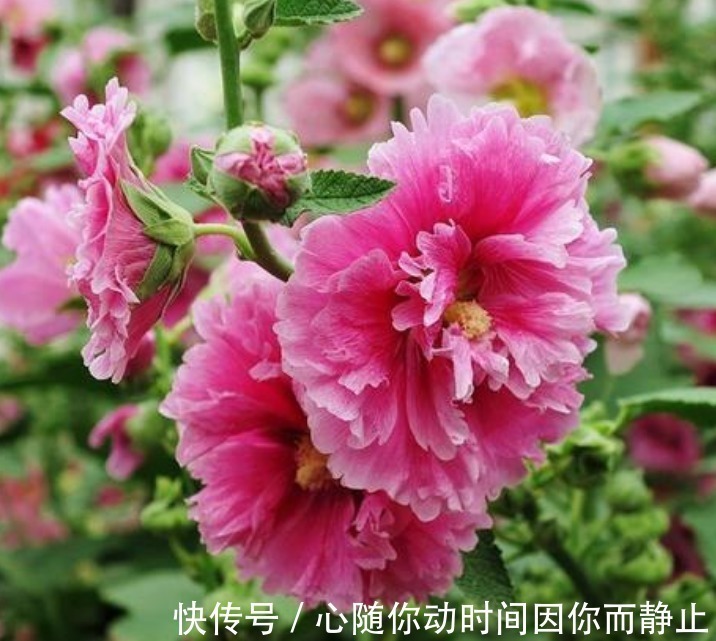 4种花现在养刚刚好,夏天开花很漂亮,阳台养几盆,变成花海