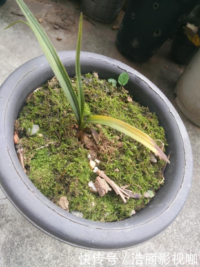养兰|怀疑人生了，养护一年的兰花总是僵苗不见长，脱盆以后发现小秘密