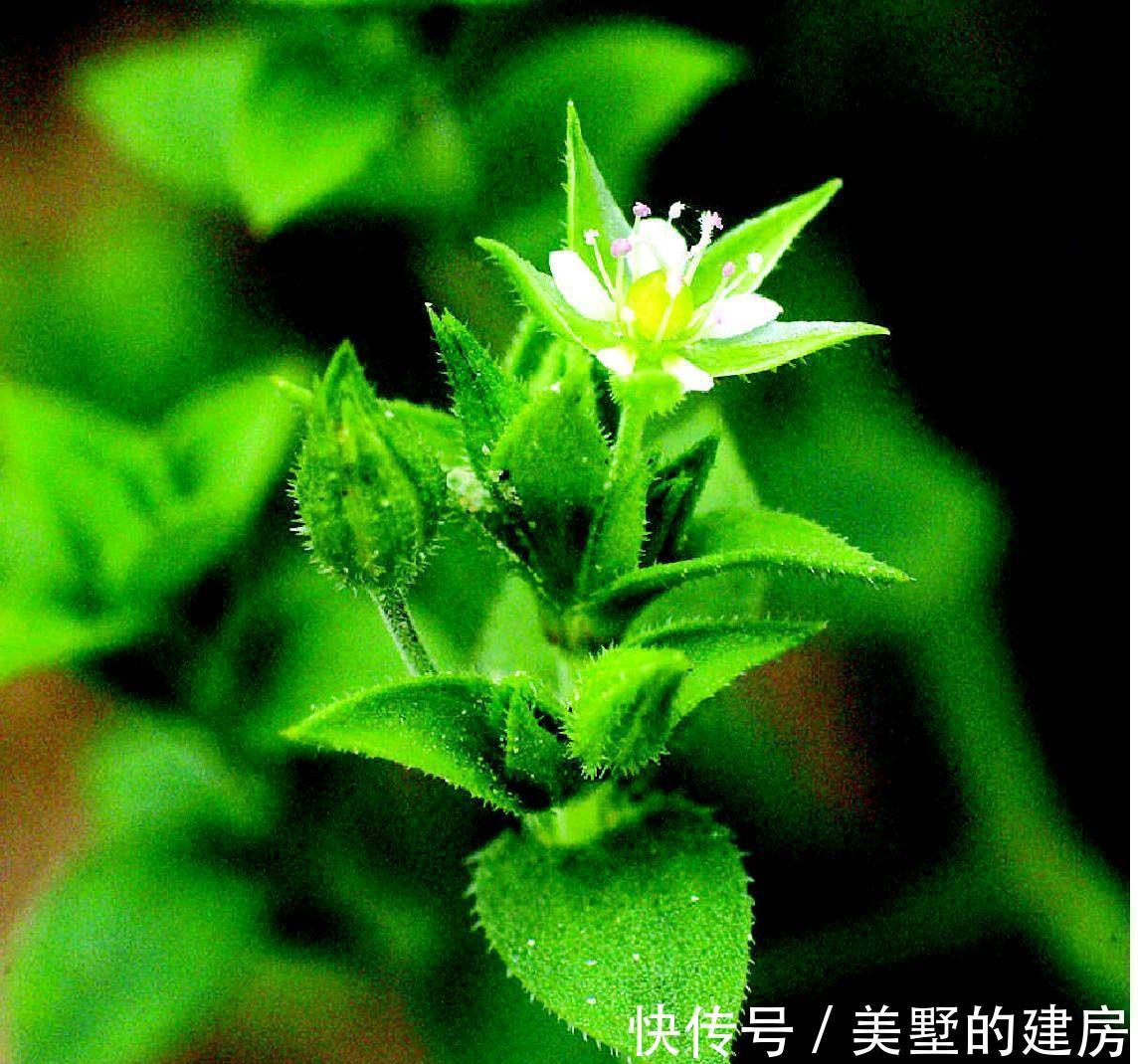 鹅不食草|名字叫“鹅不食草”的植物有哪几种，你知道吗？