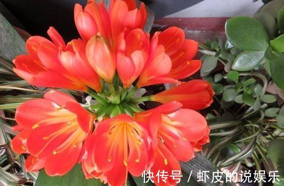 农历十一月大雪过后,养什么花?家里养3种花,龙门精神红红火火