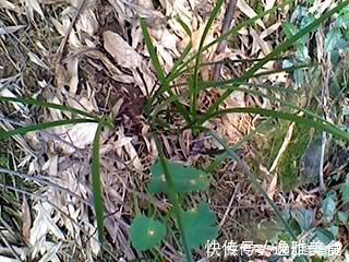 山上也能寻得“好兰花”，看准这5点，找到比花店还好的兰花！