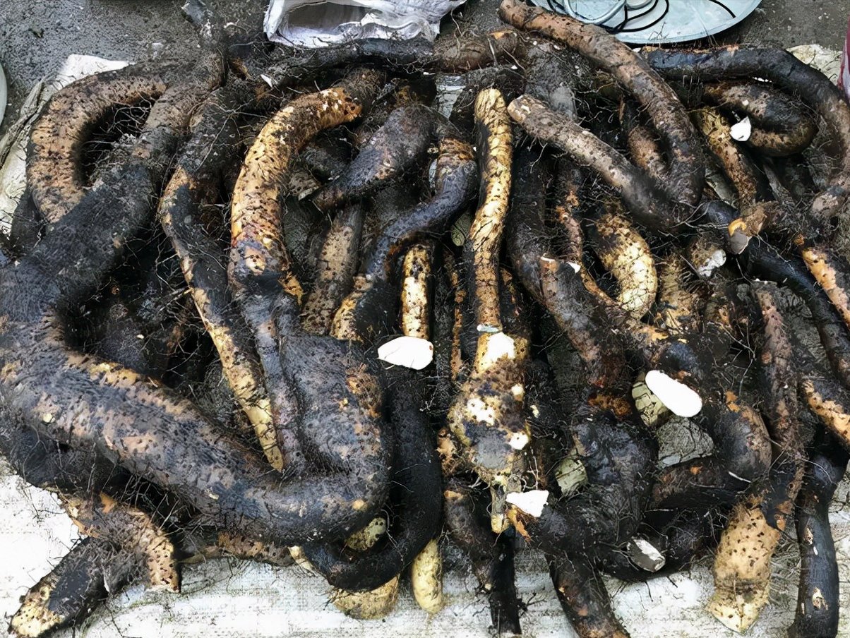 这些土货有点小贵，甜香粉糯，多吃长个不长肉，为了孩子值得买