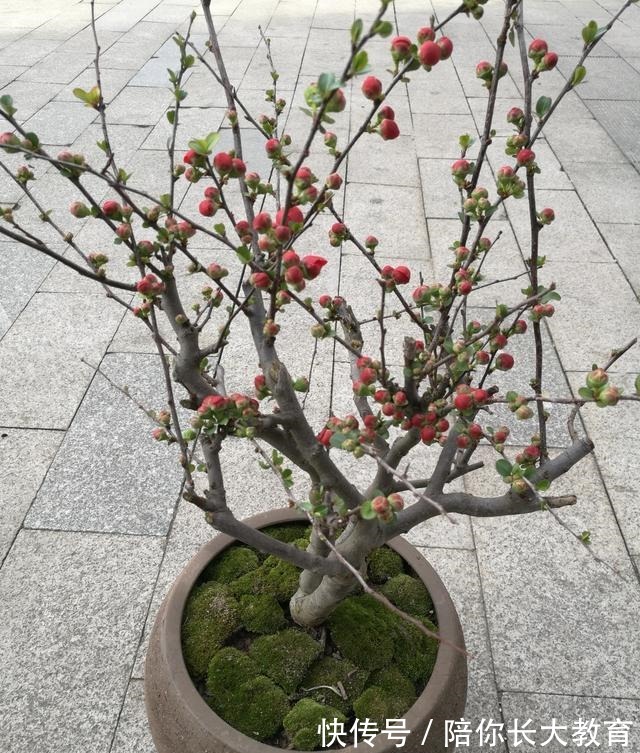 年后逛花市，这2种花请不要错过，否则要再等9个月！