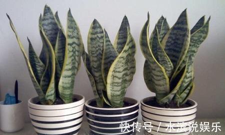 毛根|无根“虎皮兰”,上盆简单,2样东西一掺,毛根嗖嗖长,叶子高大
