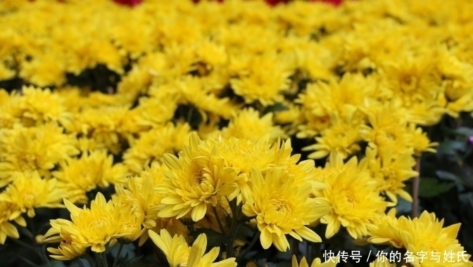 小蛮腰|菊花和此物一起泡，等于跑了500米，排出黑臭宿便，早看早受益