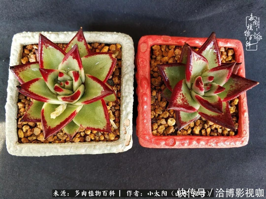 小苗|脱坑一年,最后发现自己生活里始终离不开多肉!