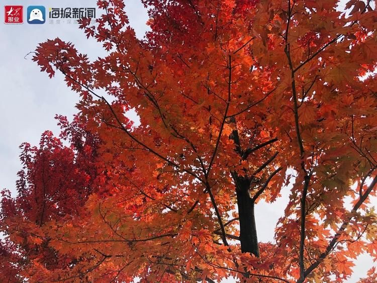 马山|组图｜层林尽染 青岛即墨马山枫叶红似火