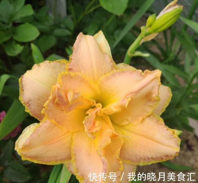 此种花开花惊艳,耐寒又耐热还特别好养,种的人却很少