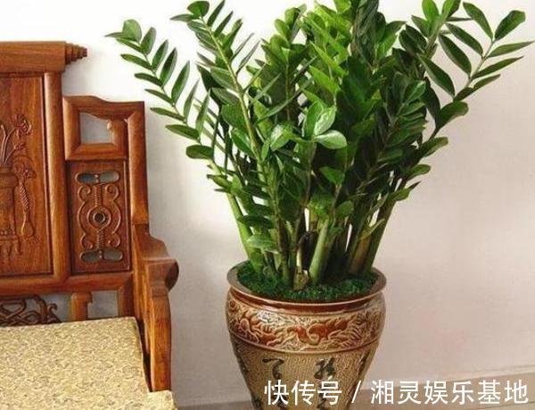 叶片|喜欢养花,可惜工作忙、没时间不怕,盆栽这些植物不用费心