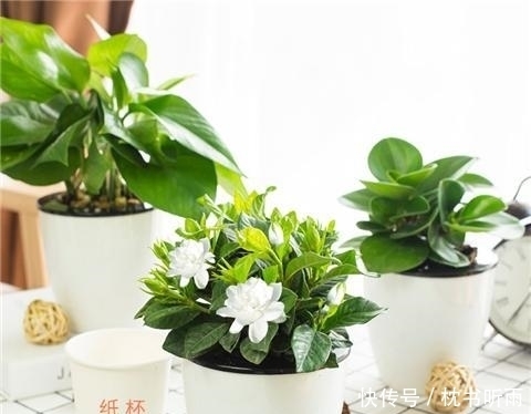 清香|栀子花养护3要点,让花开满盆清香常在!