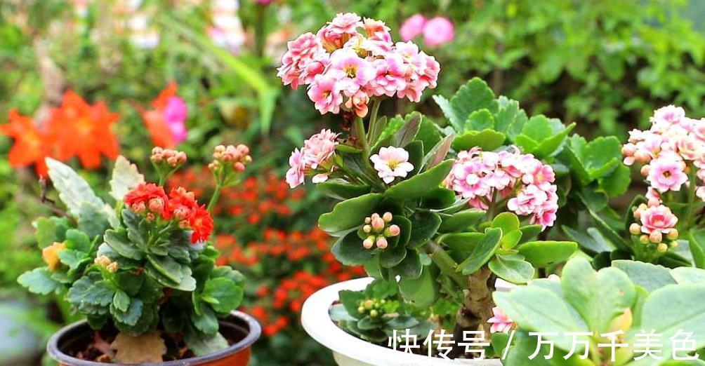 家里一个小东西，秋天用来养长寿花，叶片油亮花开鲜艳，美极了