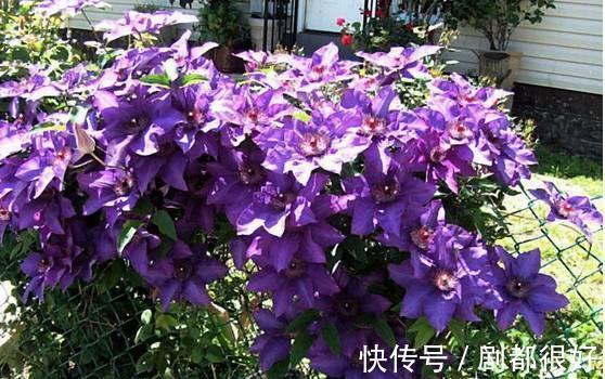 爬藤植物|花开一面墙,花落一路香,一棵爬藤植物的花海