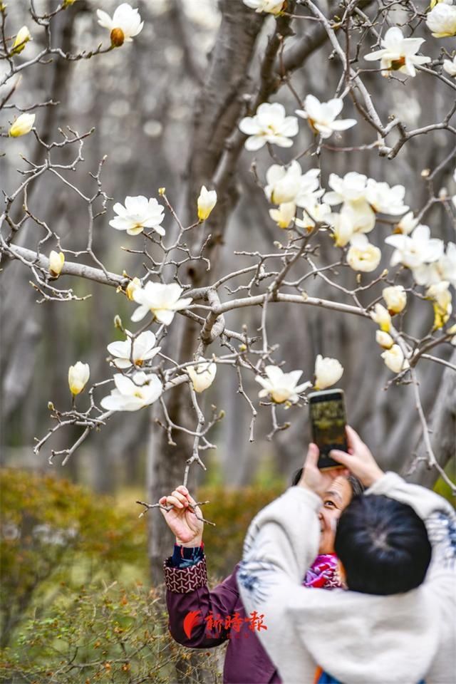 济南这条玉兰花大道，专治低头族