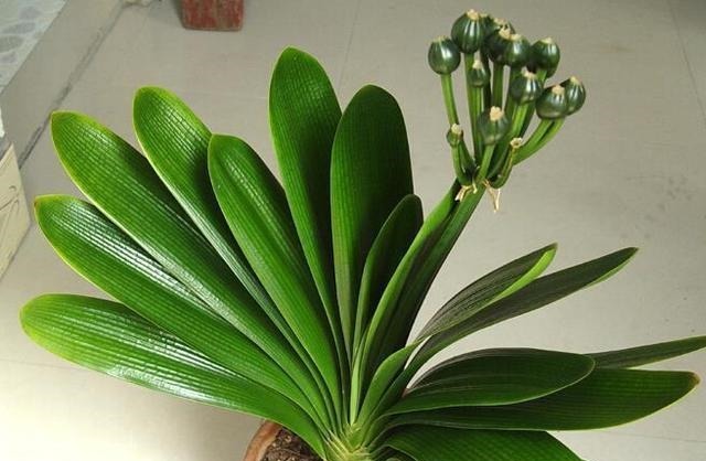 “1种水”浇君子兰,7天冒出“大白根”,30天枝叶油绿,冒花芽