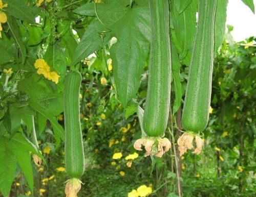 丝瓜|想气色变好,推荐吃的好食物,润肠通便,健脑益智,延缓衰老
