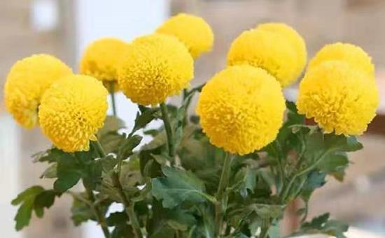 喜欢养菊,不如养盆“优良名菊”乒乓菊,花似乒乓,绚丽多彩