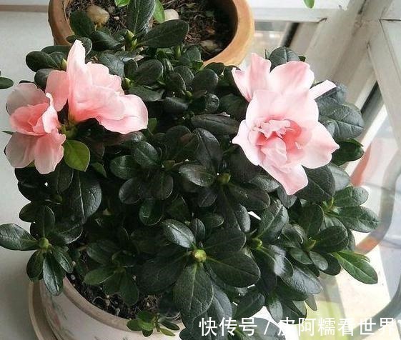 光照|茶花盆栽四季杜鹃，注意3点，枝繁叶茂、花团锦簇、病虫害少