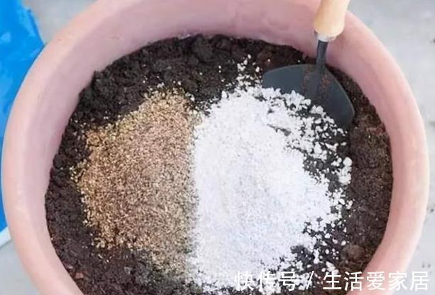 小球|夏季养活仙人球，避开这“3点”，安全度夏没有危险