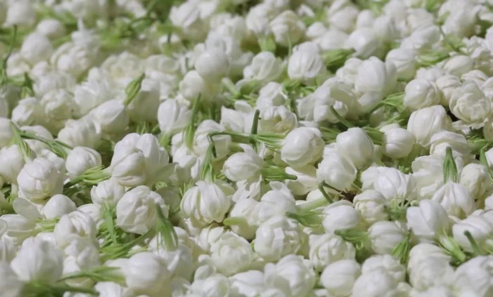 清香|用茉莉花茶做茶饮保持清香持久的秘密