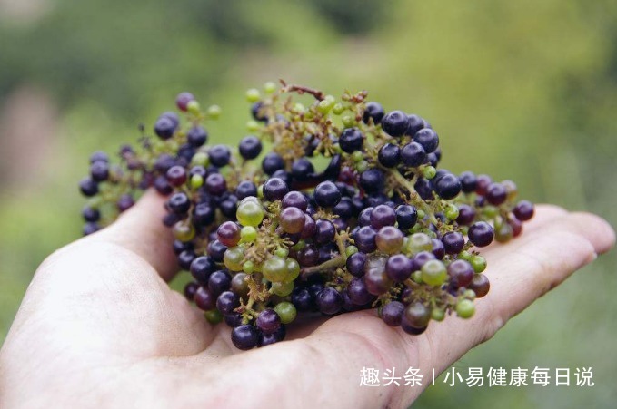 祛风|立秋后，晚上当零食吃一把，清热解毒，祛风除湿，常食更显年轻