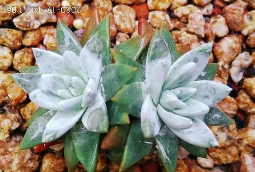 肉友们养了几款仙女杯系列呢？都晒出来吧？