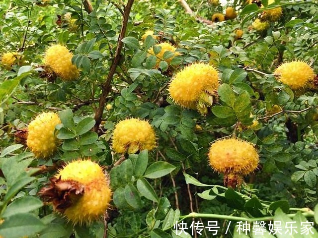 防病治病|此种带刺野果，女人常吃可防病治病、美容养颜、增强抵抗力