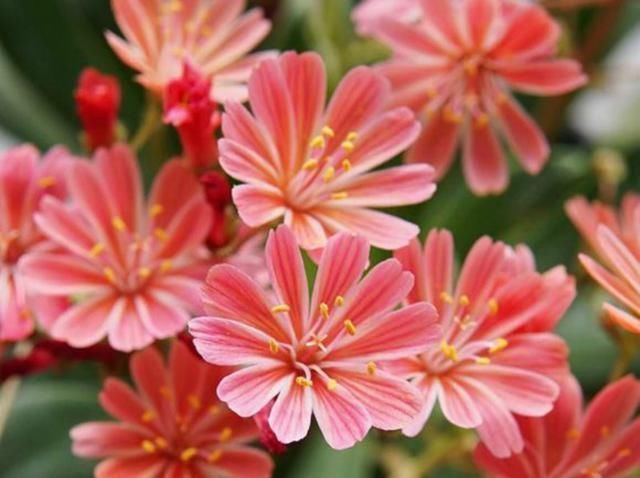 吊兰|最会开花的多肉,一年开3季,好养似吊兰