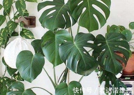 农历8月21秋分后,养什么花?以下3种花,红红火火招财纳福