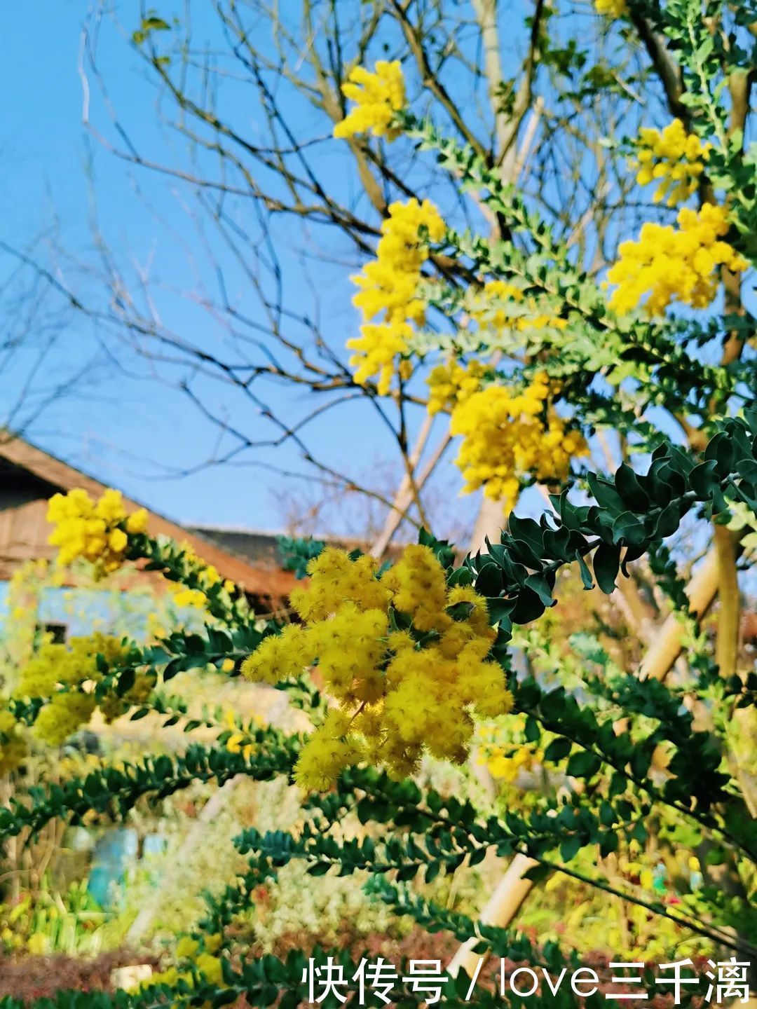 三千漓丨春风送暖百花开，正是赏景好时节