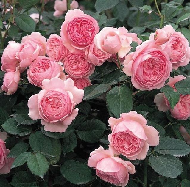 喜欢菊花,不如养盆“高档玫瑰”自由精神,华贵神秘,艳丽多彩