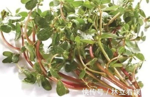 胆固醇|香椿、马齿苋……春季养生多吃野菜,5种健康野菜你最爱哪一种