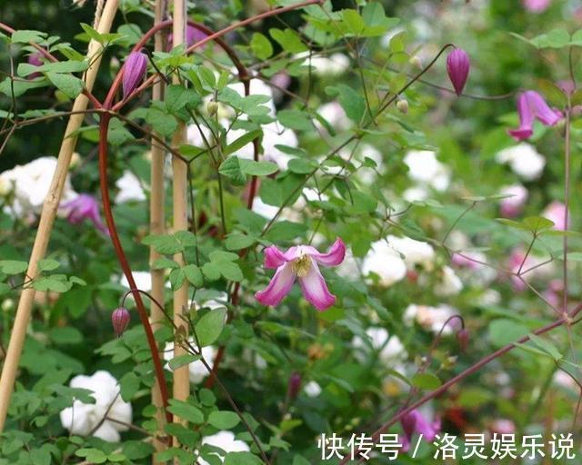 花中皇后|花园三宝中，月季和铁线莲是黄金搭档，怎么配都美！