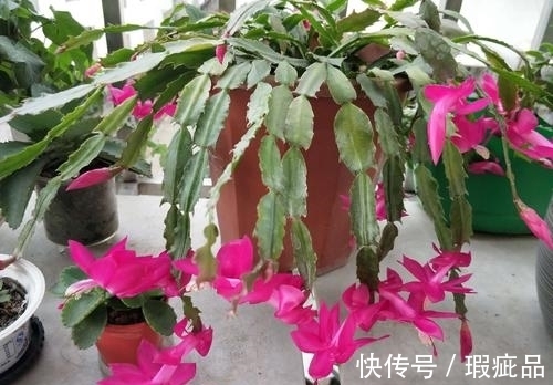 蟹爪兰|蟹爪兰长花苞了要怎么养？必备三点养护方法，开花不断