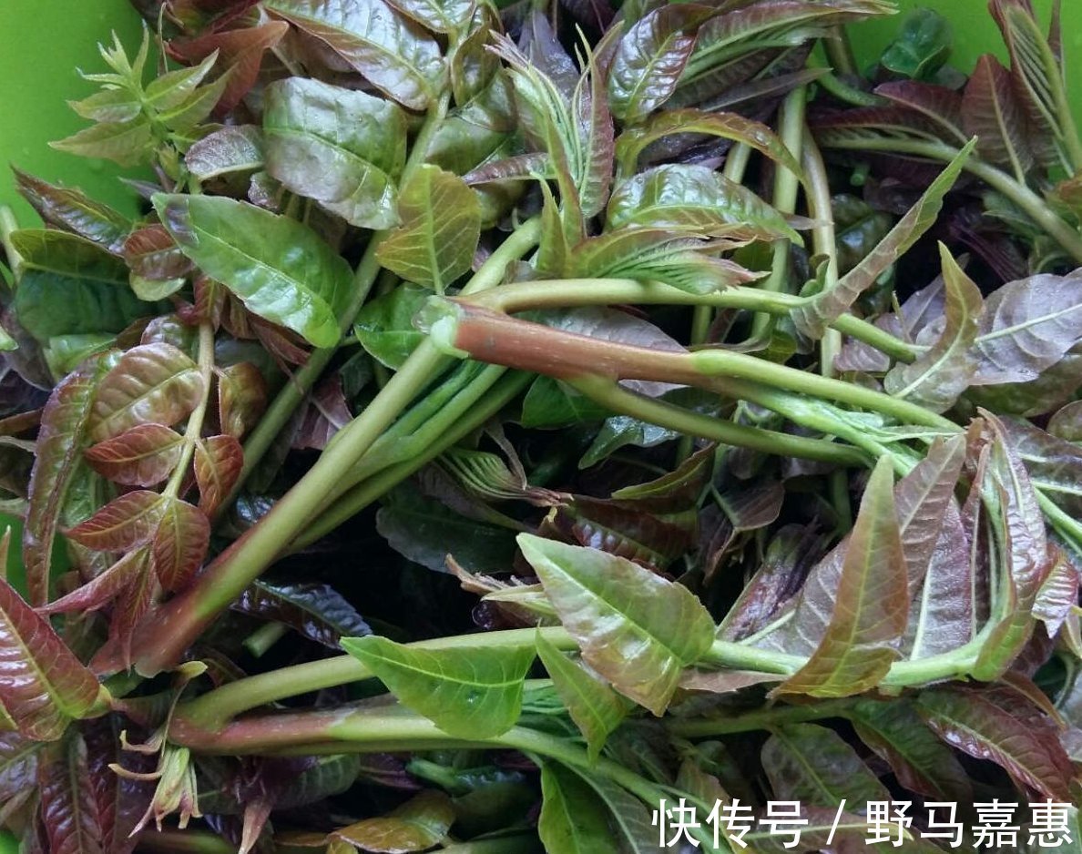 香椿|吃了半辈子香椿，却没见过这玩意，扔土里一种，半个月就长叶子