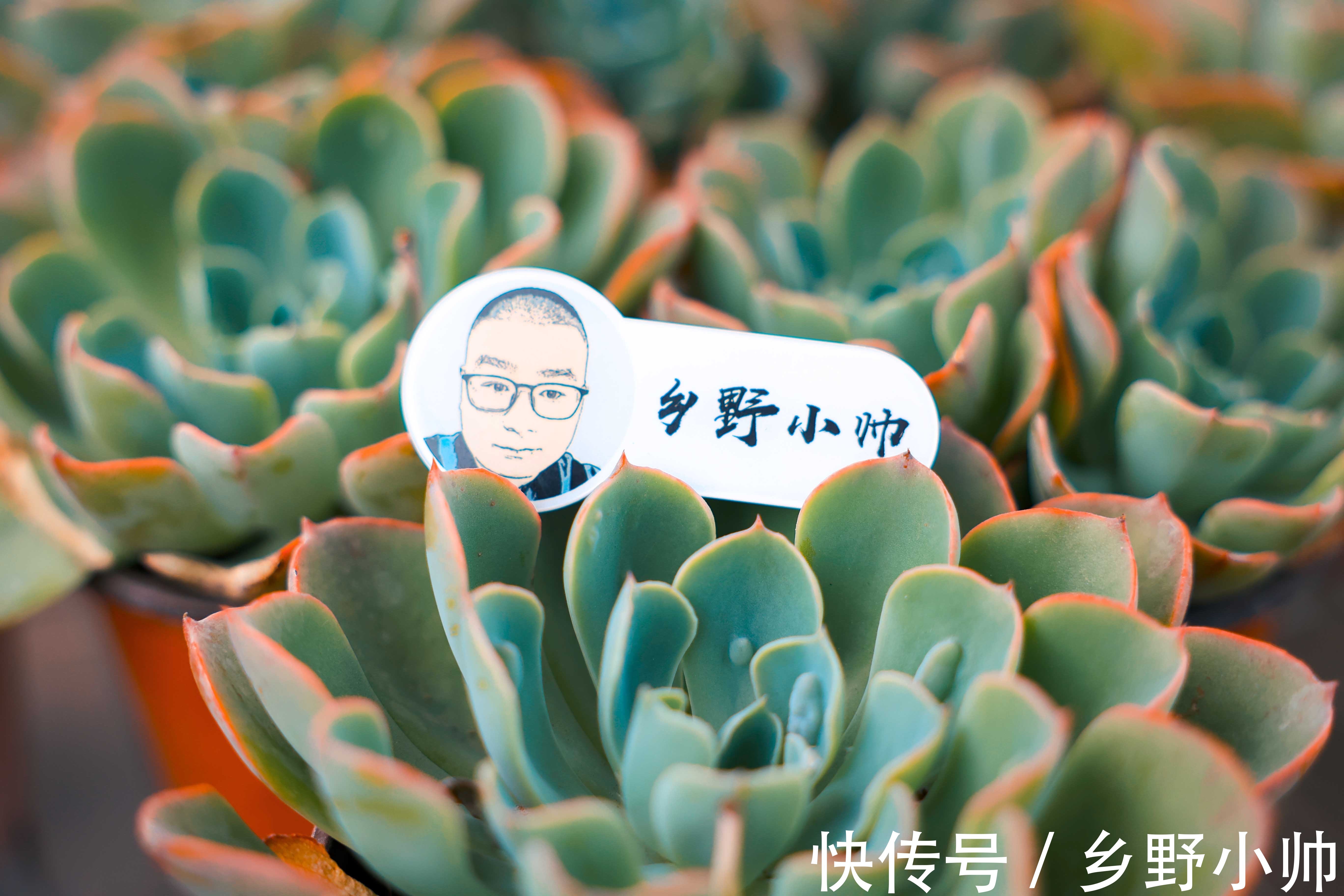 光照|想要高大的雨滴老桩?听小帅说,雨滴越来越美