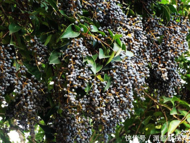 纯天然|纯天然“雄激素”原来是此物，每周泡水喝3次，男性轻松养肾生精