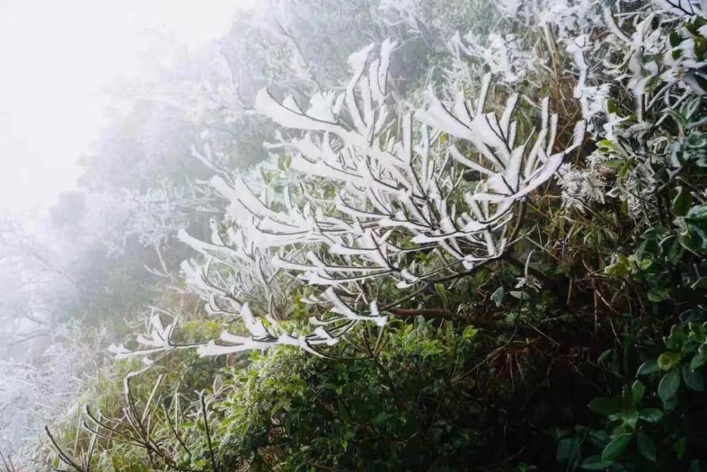 武鸣大明山化身“冰雪世界”， 雾凇云瀑美如仙境！