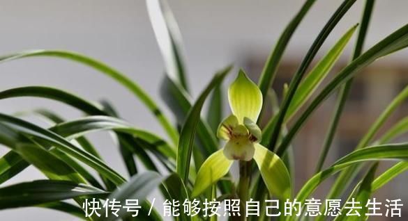 炭疽病|垃圾桶旁边的兰花捡回家,做好6点,让抛弃者后悔