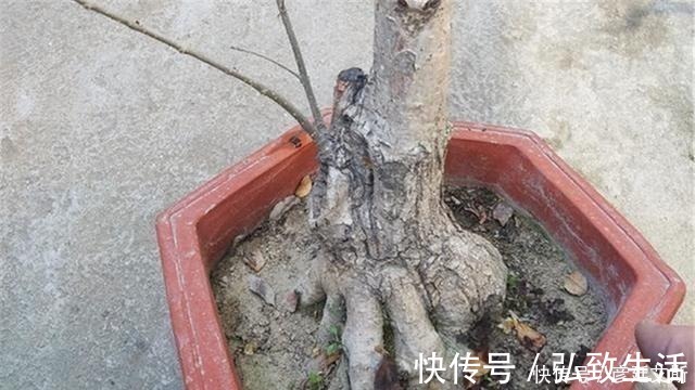 盆景|盆景盆树出现了老化,要及时处理避免树桩死亡,方法一分钟看完