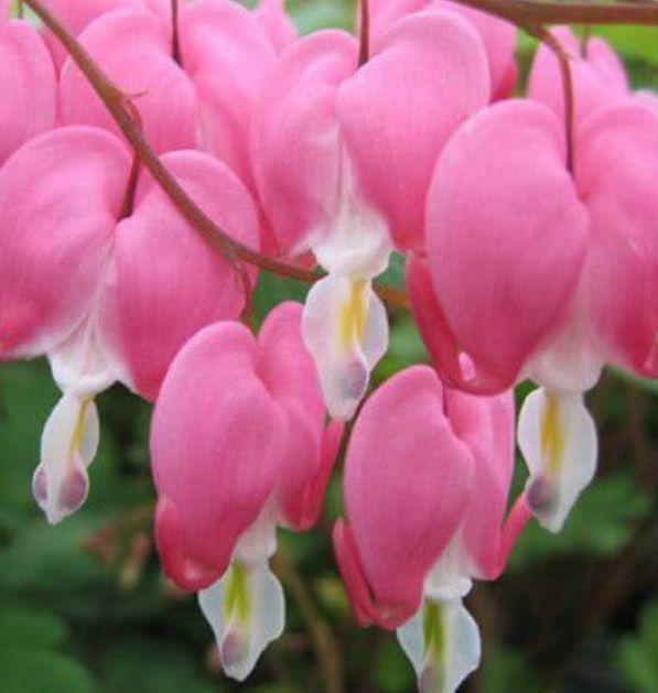 4种花谁见了都喜欢，颜值超高的，养护起来也简单