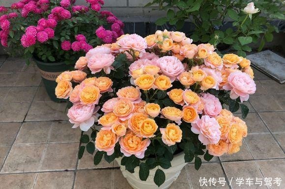 月季“矮化”处理,长不高,满花苞,开花劲爆,人人惊艳!