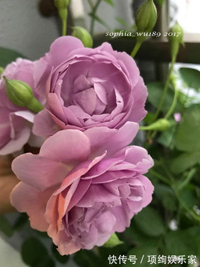 花仙子的阳台,30多种月季如瀑布,路人都停下来观望,太美了