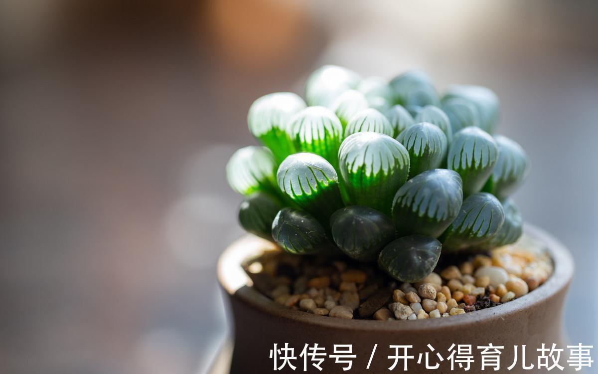 卧室不能养花,我来告诉你真相