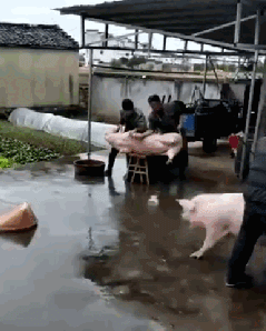 |搞笑GIF:你永远不知道 女生为了减肥对自己有多狠